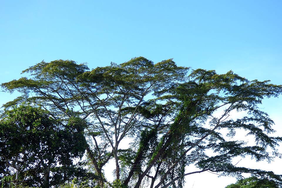 Naked Albizia