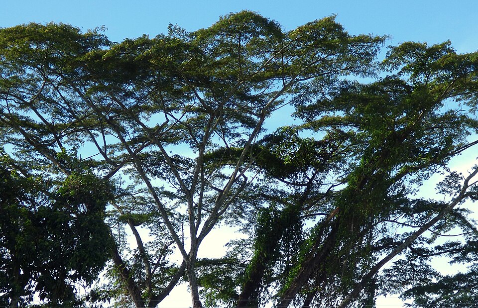 Naked Albizia
