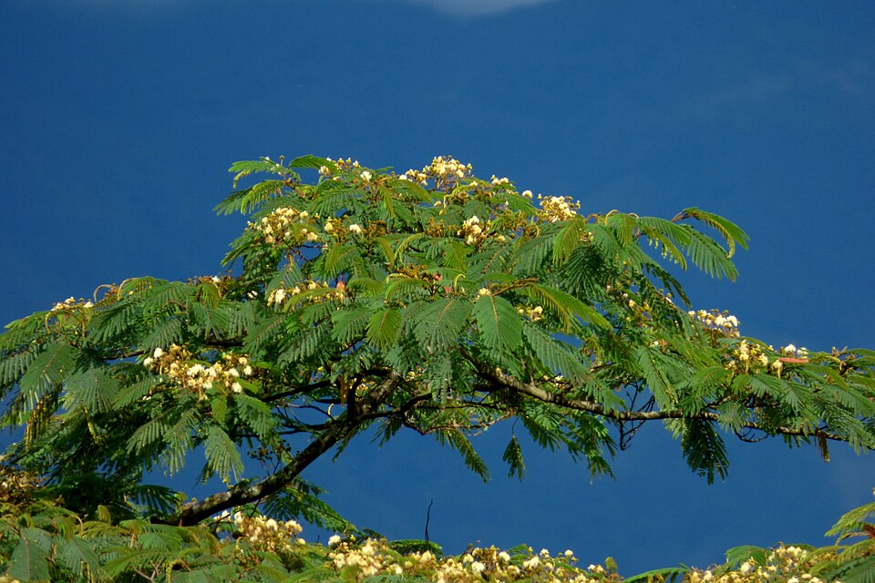 Naked Albizia