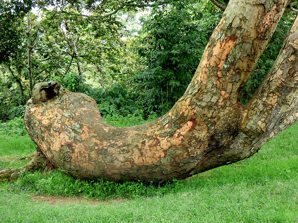 Naked Albizia