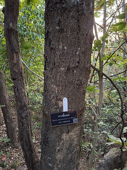 Albizia