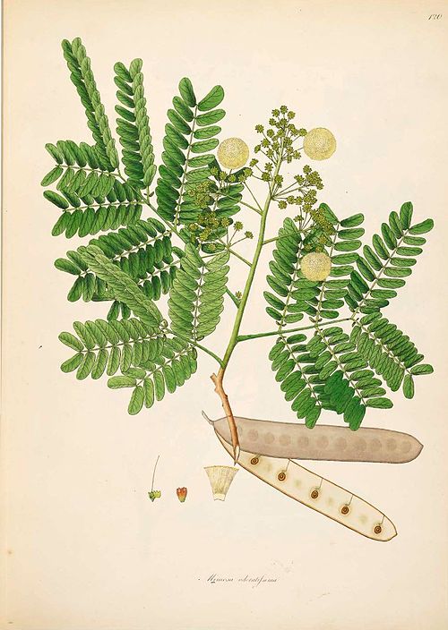 Albizia