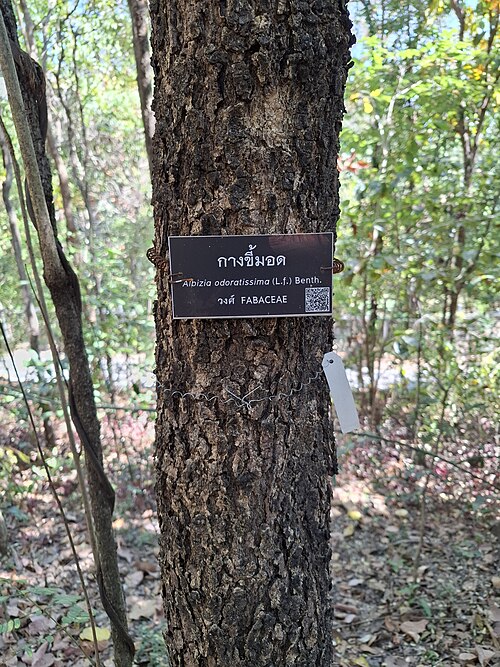 Albizia