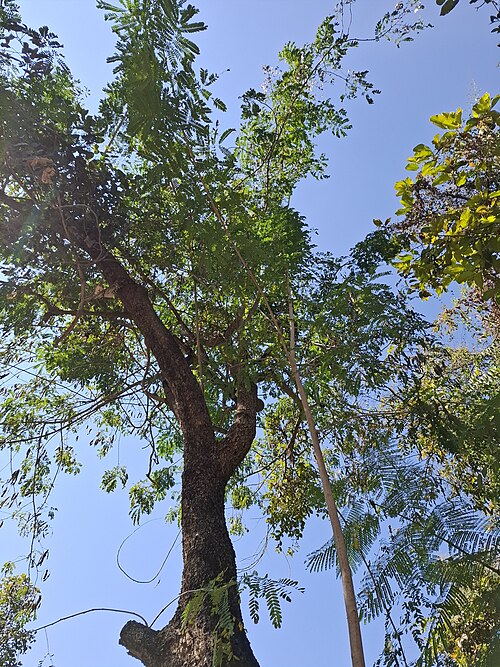 Albizia