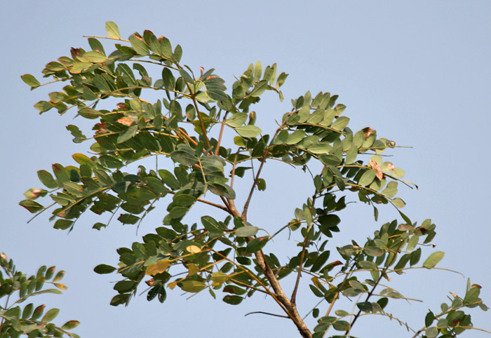 Tall Albizia