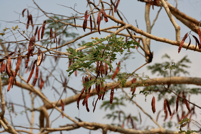 Tall Albizia