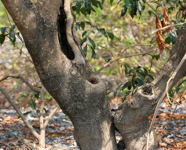 Tall Albizia