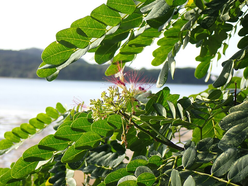 Albizia