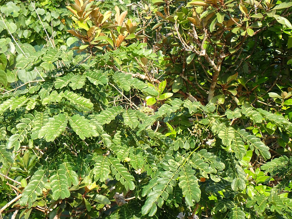 Albizia