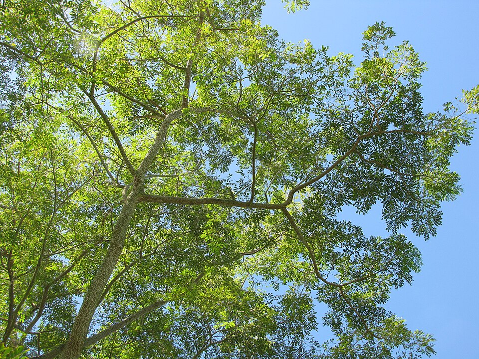 Albizia