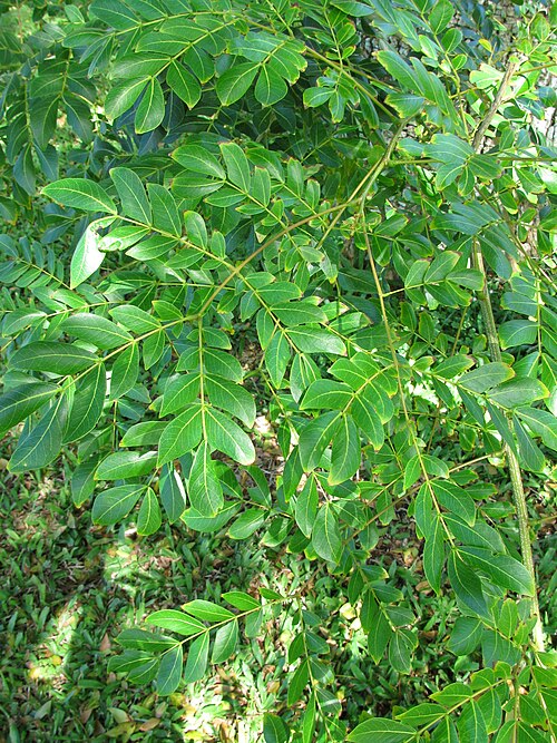 Albizia
