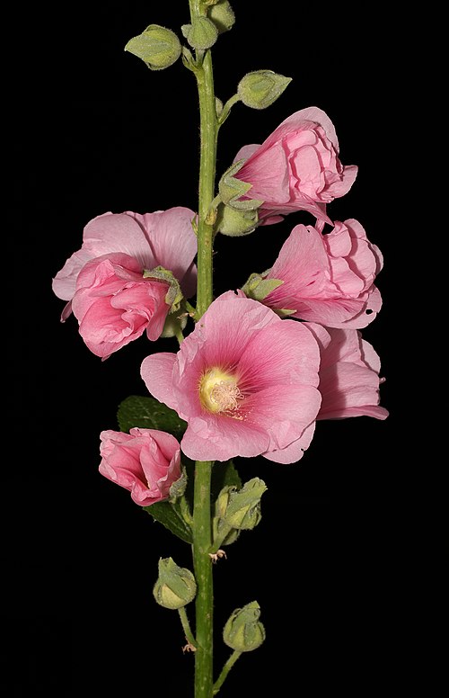 Hollyhock