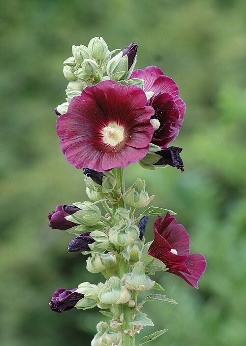 Hollyhock