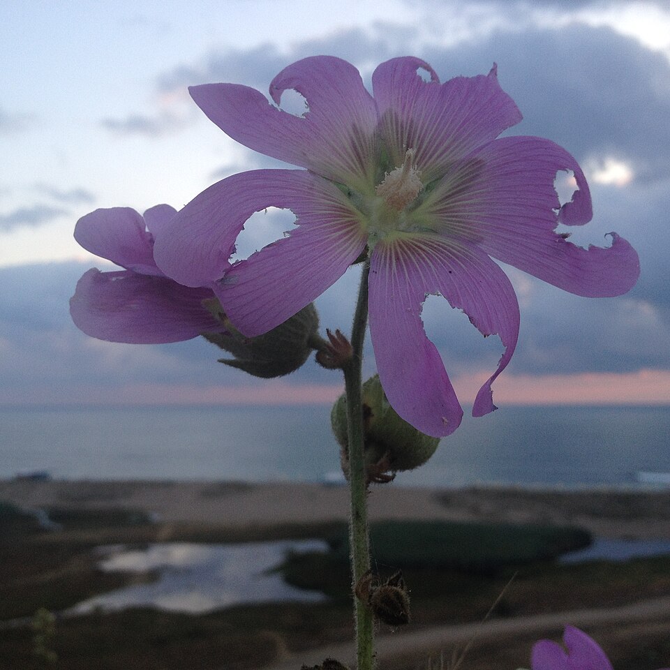 Hollyhock