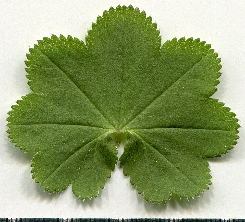 Lady's Mantle