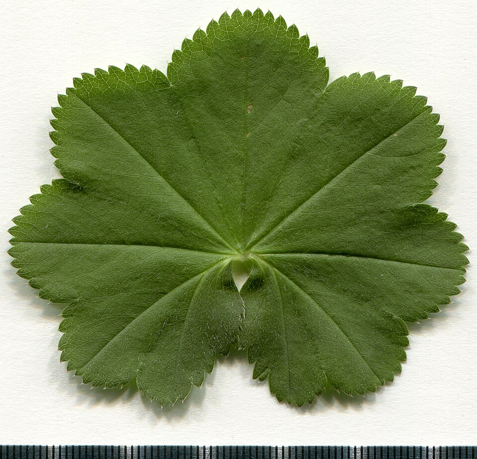 Lady's Mantle