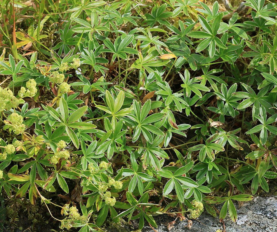 Alpine Lady's Mantle