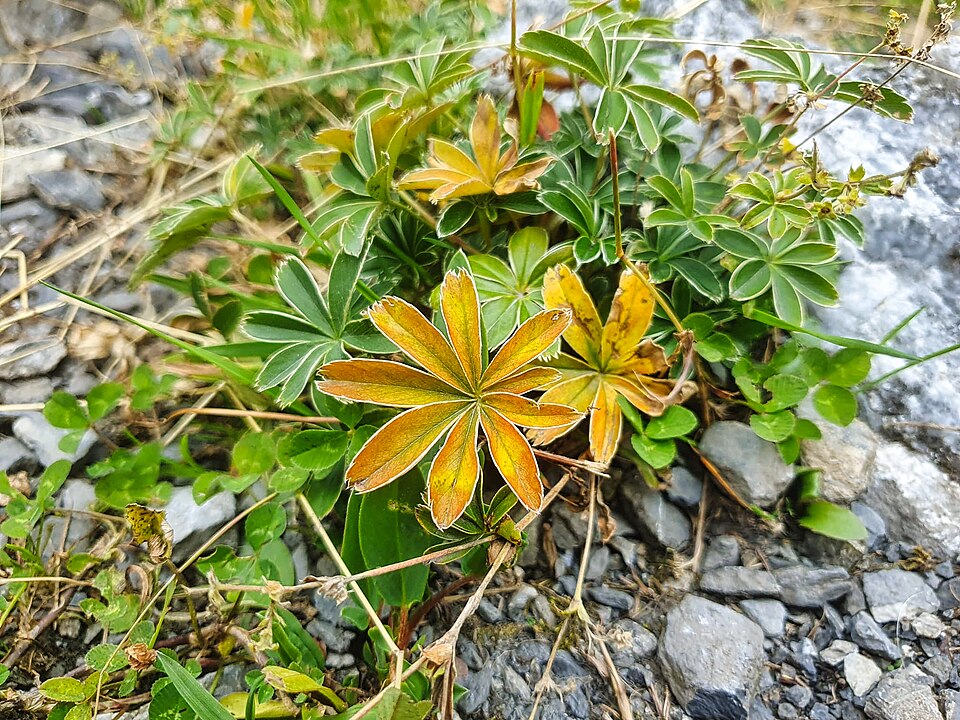 Alpine Lady's Mantle