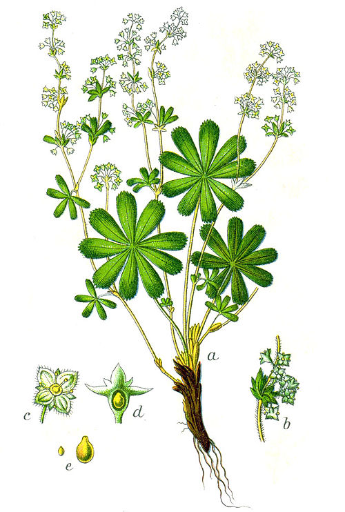 Alpine Lady's Mantle