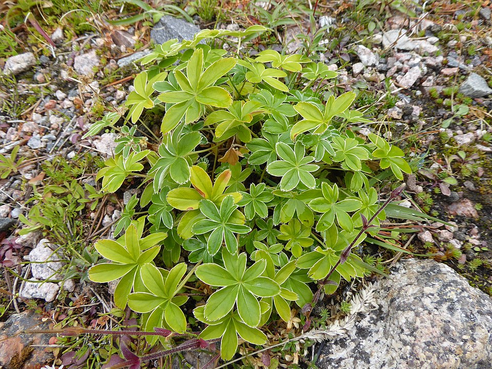 Alpine Lady's Mantle