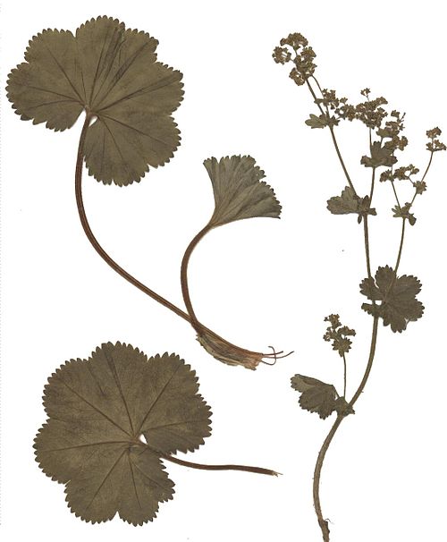 Thinstem Lady's Mantle