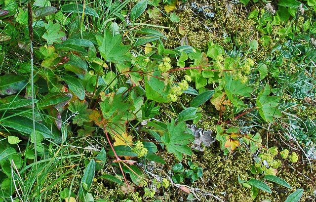 Thinstem Lady's Mantle