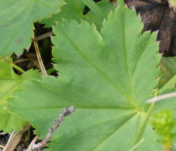 Thinstem Lady's Mantle