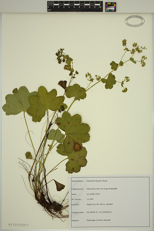 Thinstem Lady's Mantle