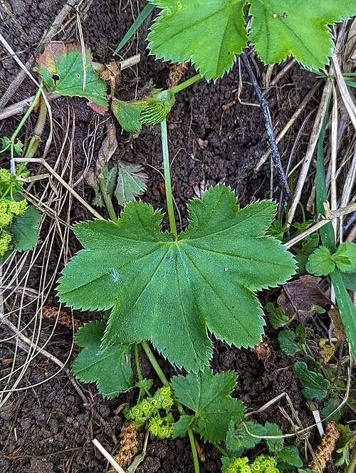 Clustered Lady's Mantle
