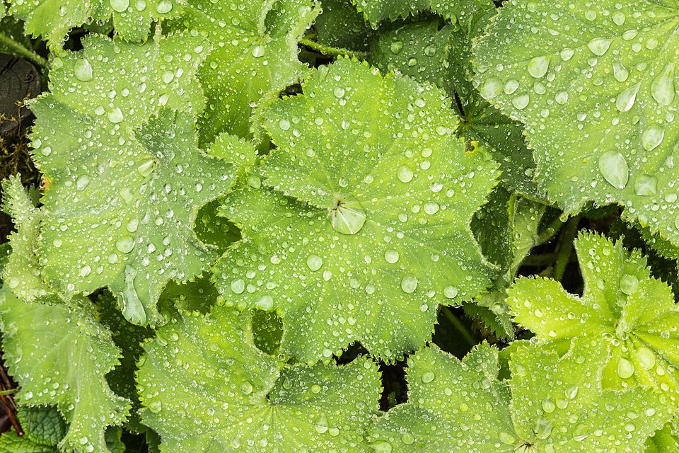 Lady's-mantle