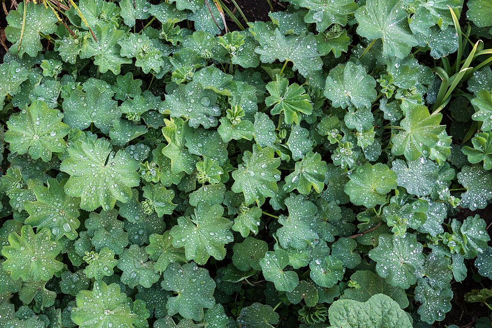 Lady's-mantle