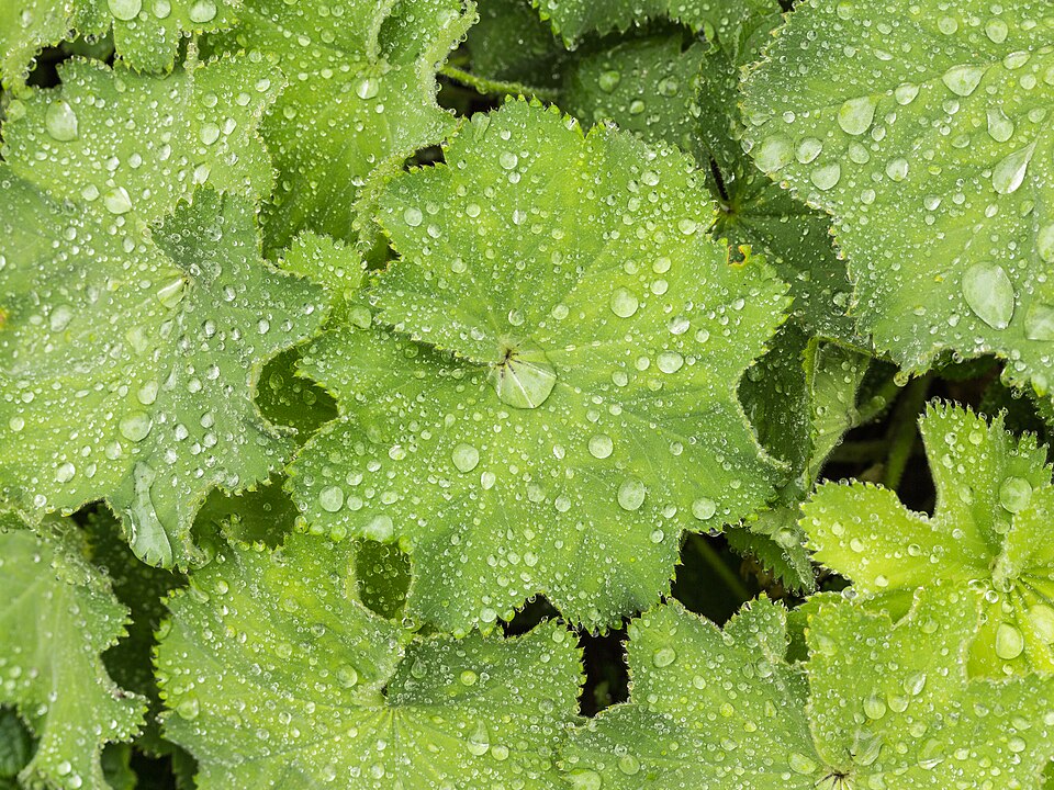 Lady's-mantle