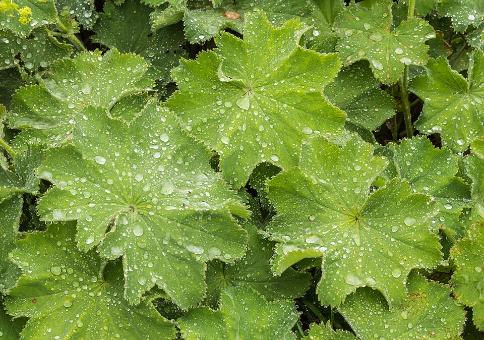 Lady's-mantle