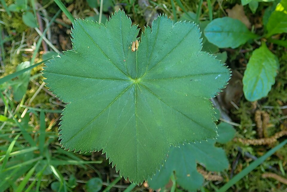 Grassland Lady's Mantle