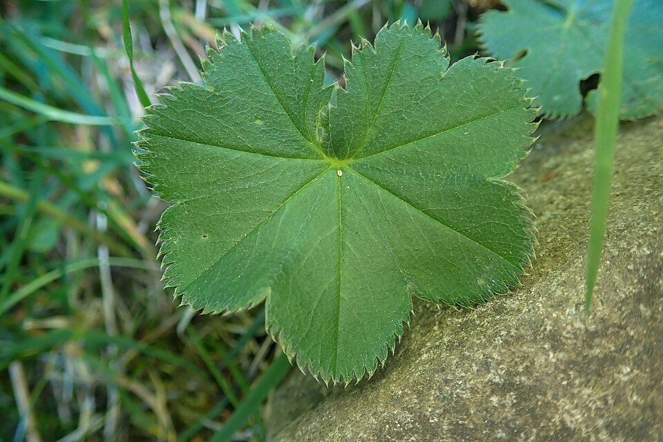 Grassland Lady's Mantle