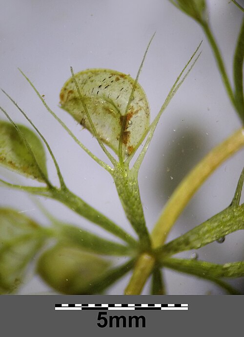 Waterwheel Plant