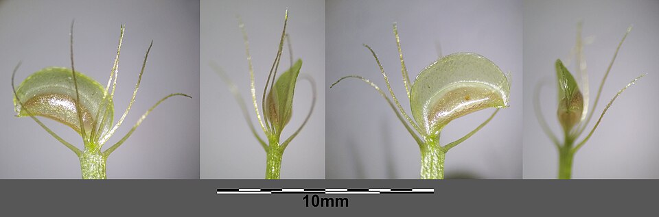 Waterwheel Plant