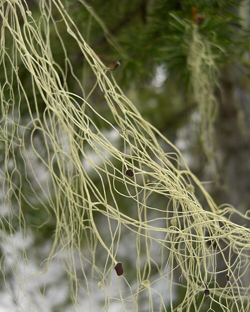 Witch's Hair Lichen