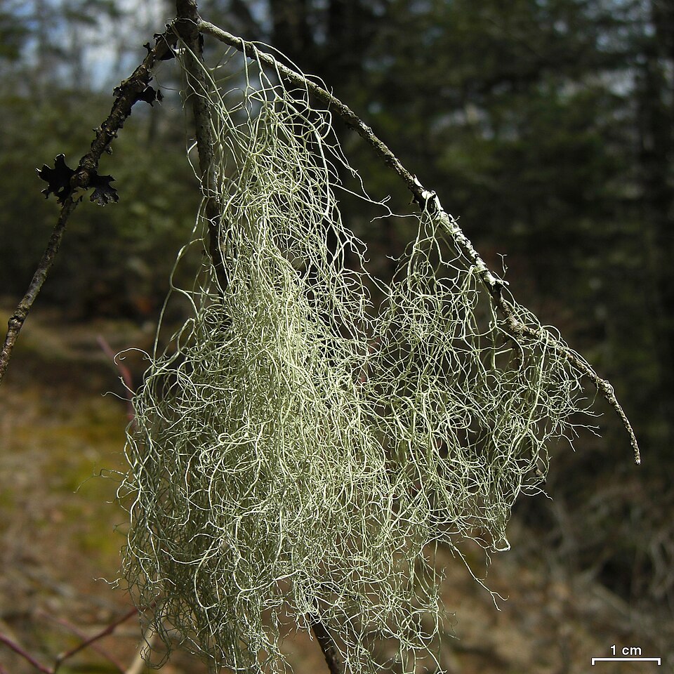 Witch's Hair Lichen