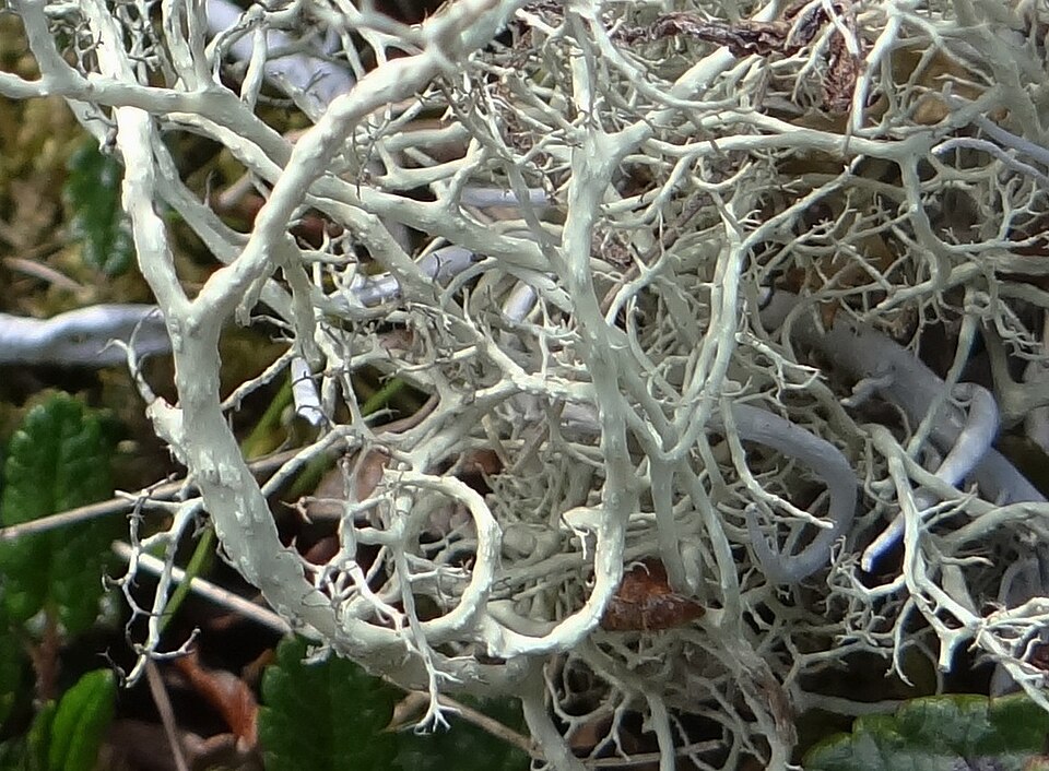 Witch's Hair Lichen