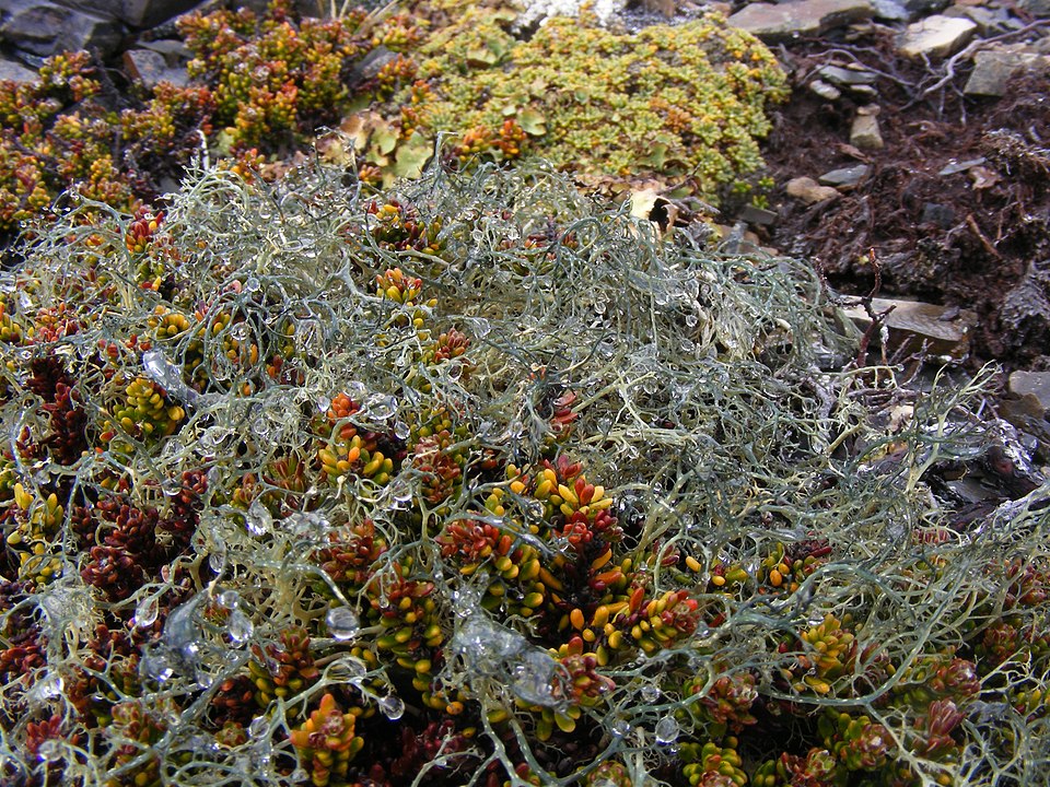 Witch's Hair Lichen