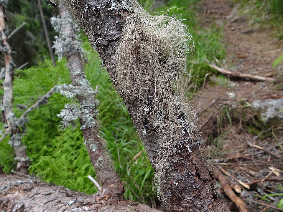 Witch's Hair Lichen