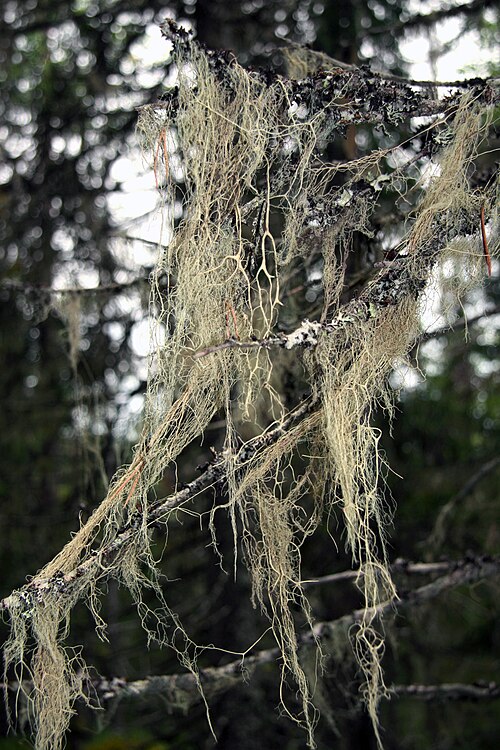Witch's Hair Lichen