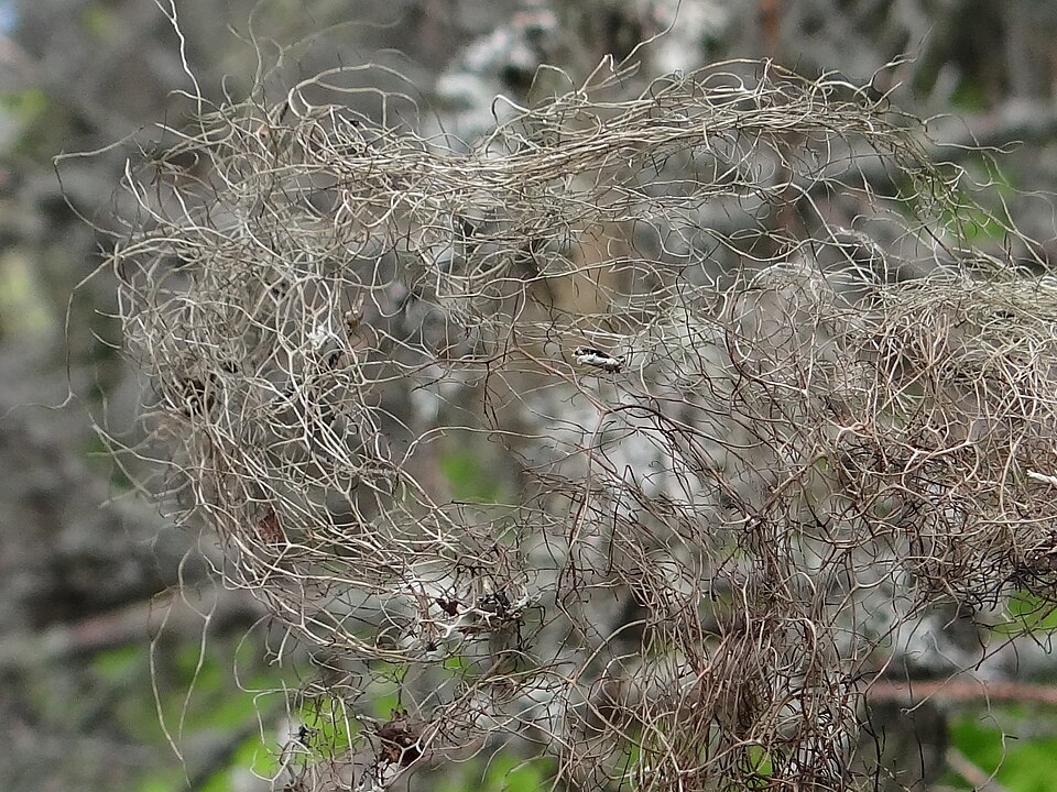 Witch's Hair Lichen