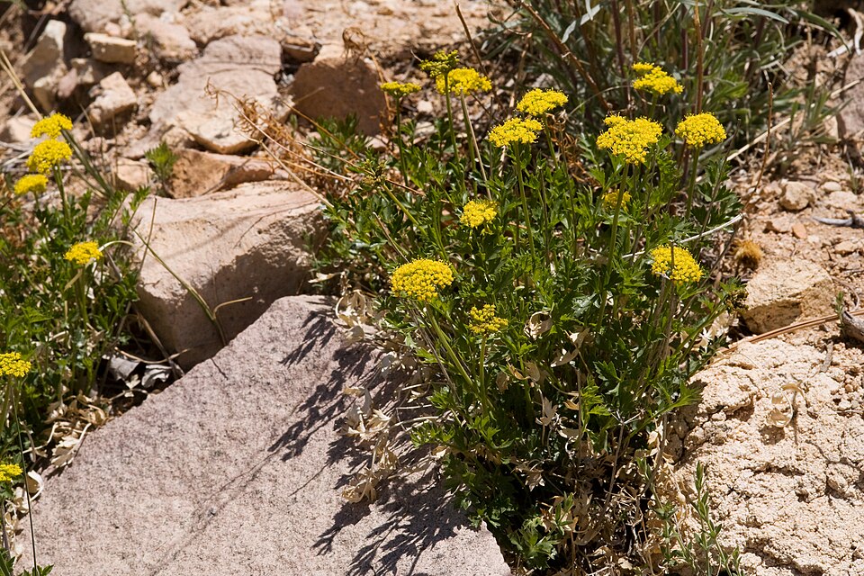 Indian Parsley