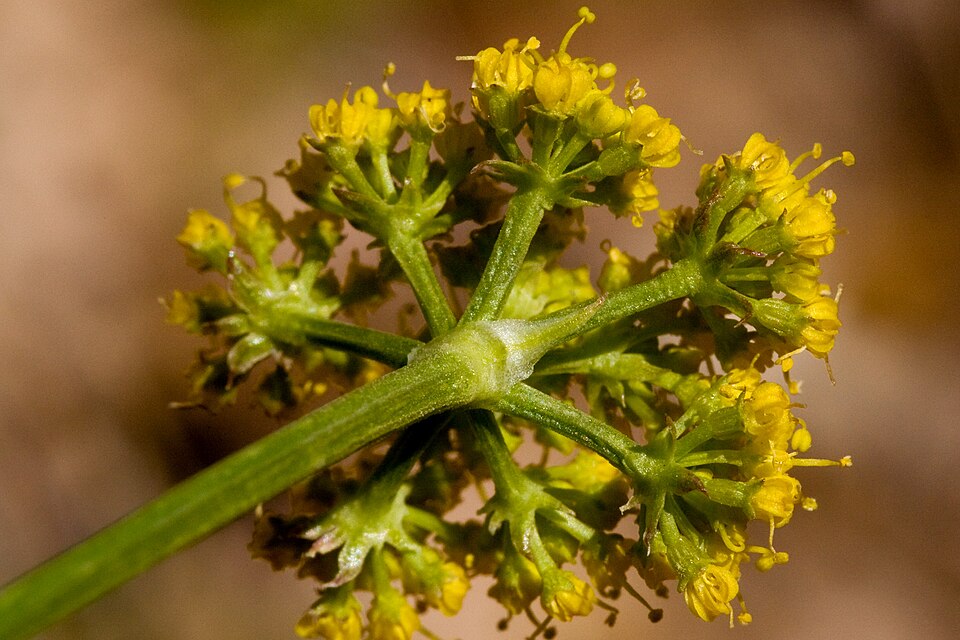 Indian Parsley
