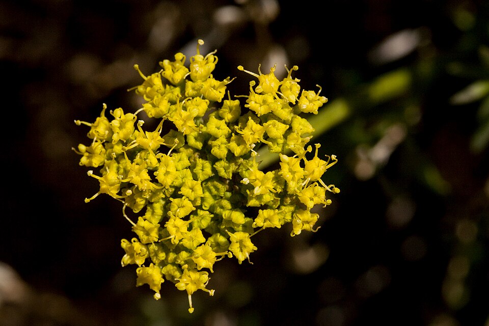 Indian Parsley
