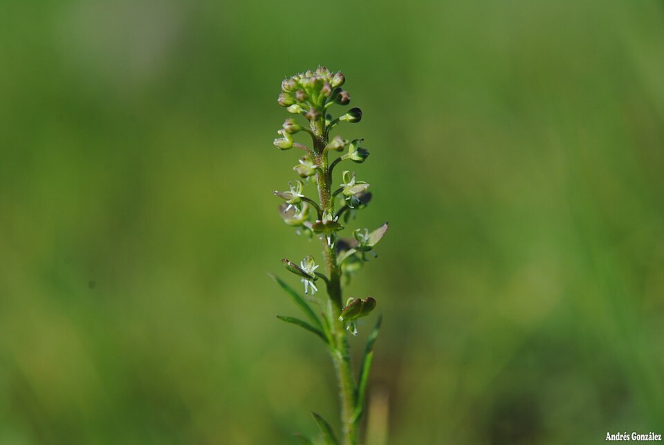 Indian Parsley