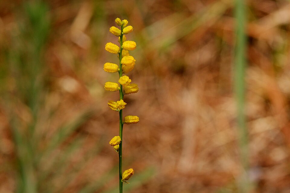 Golden Colicroot