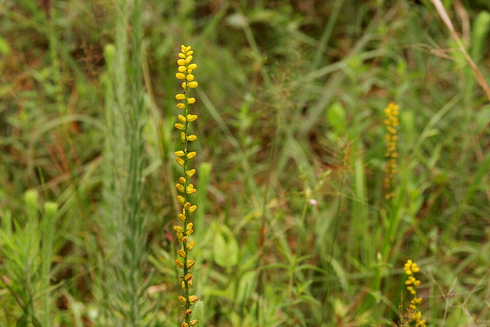 Golden Colicroot